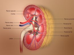 What are the ways to keep your kidneys healthy?