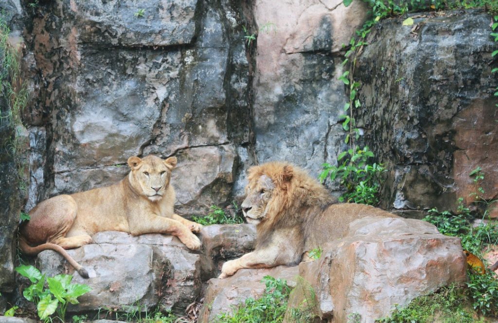 5 Lions have Escaped From the Taronga Zoo's Exhibit