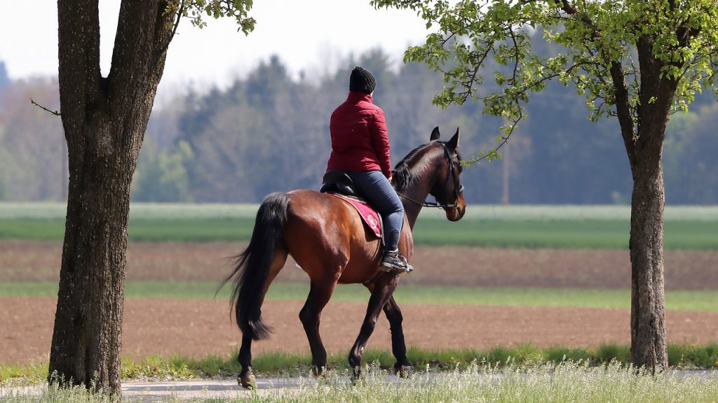 how-long-does-it-take-to-learn-horse-riding