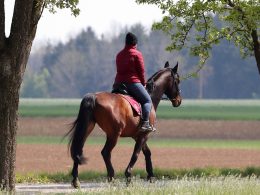 How long does it take to learn horse riding?